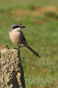 Close-up of bird perching on tree trunk