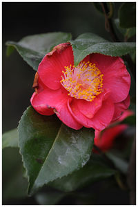 Close-up of pink flower blooming outdoors