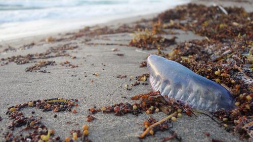 Close-up of a jelly fish on the beach 