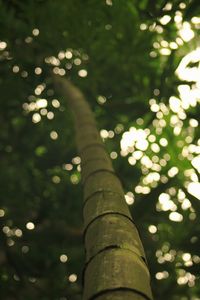 Close-up of tree