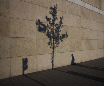 Shadow of tree on tiled floor against wall