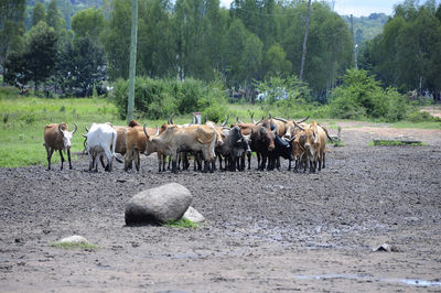 Horses on field