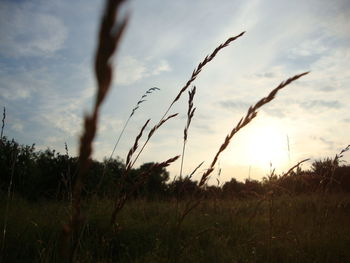 Scenic view of grassy field against sky at sunset