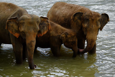 Family of elephants in the river at the pinnawala elephant orphanage sri lanka