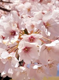 Close-up of white cherry blossom