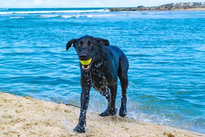 Dog on beach