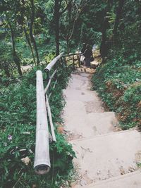 Footpath amidst trees in forest