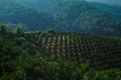 Rows of orange trees in plantation,orange tree farm plantation in northern of thailand.