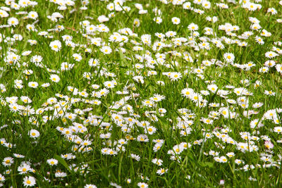 White flowering plants on field