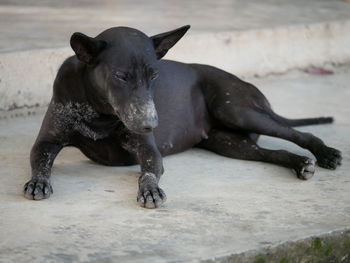 Portrait of black dog sitting outdoors