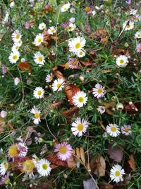 Flowers blooming outdoors