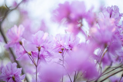 Close-up of pink cherry blossoms