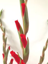 Close-up of red flower