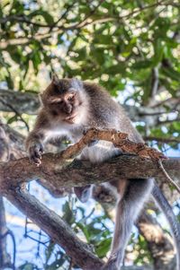 Low angle view of monkey sitting on tree