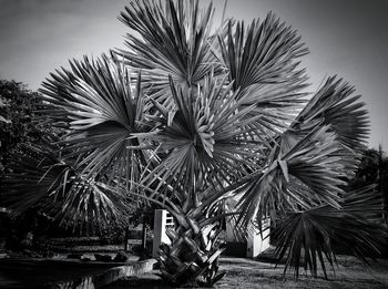 Low angle view of palm trees