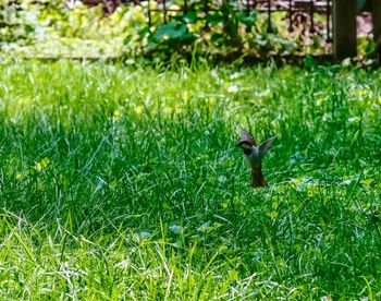 Close-up of squirrel on field