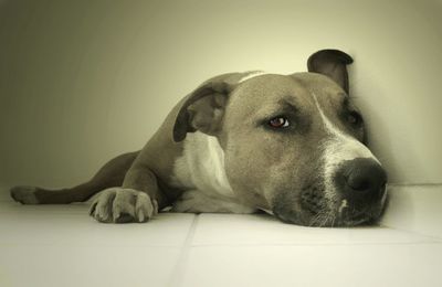 Close-up of a dog resting on floor