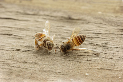 Close-up of insect on wood