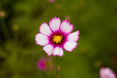 Close-up of pink flower