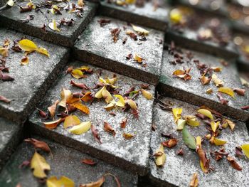 High angle view of leaves