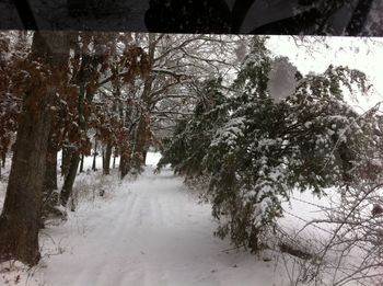 Road passing through trees