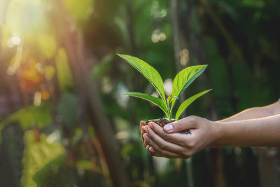 Close-up of hand holding plant leaves