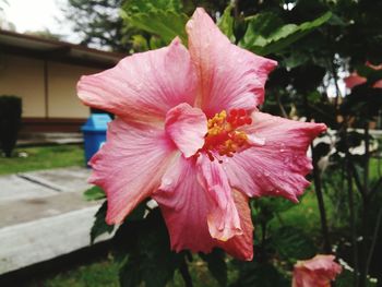 Close-up of pink hibiscus flower