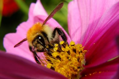 Detail shot of bee on flower