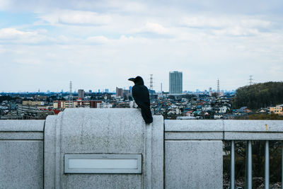 View of bird perching on railing