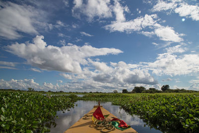 Plants growing in pond against cloudy sky