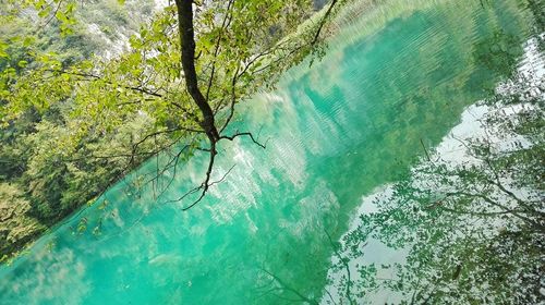 Close-up of tree by water