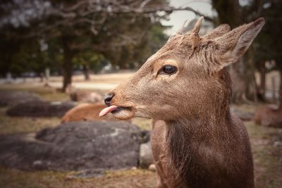 Close-up of deer looking away on field