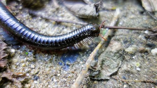 Close-up of insect