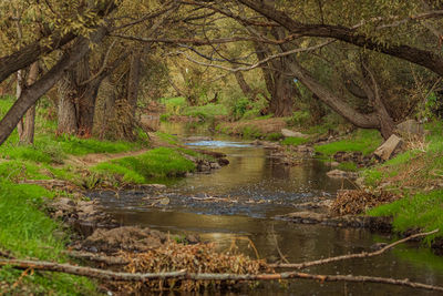 Stream flowing amidst trees in forest