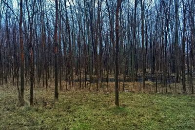 Bare trees in forest