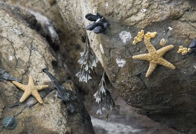 Five pointed sea star and mussels in lisbon aquarium