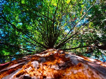 Low angle view of trees in forest