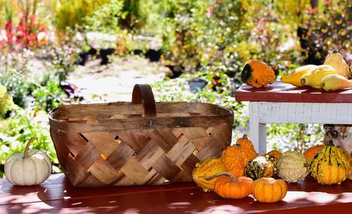 Mini pumpkins on wooden table