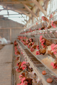 Close-up of chicken hens on thr cage