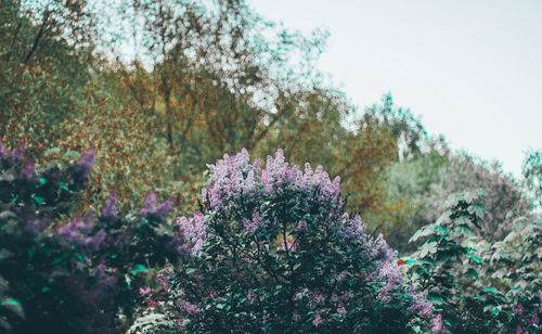 Close-up of purple flowering plants in park