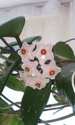 Close-up of white flowers