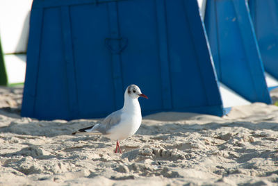 Seagull perching on sand at beach