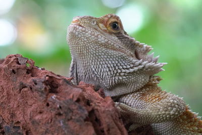 Close-up of lizard