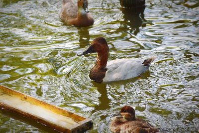 Close-up of swan swimming on lake