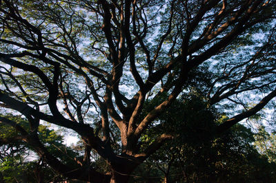 Low angle view of trees in forest