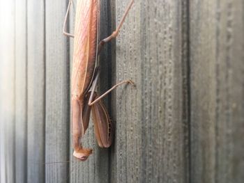 Close-up of horse hanging outdoors