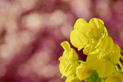 Close-up of yellow flowering plant