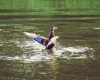 Duck swimming in lake