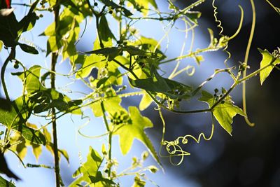 Close-up low angle view of leaves