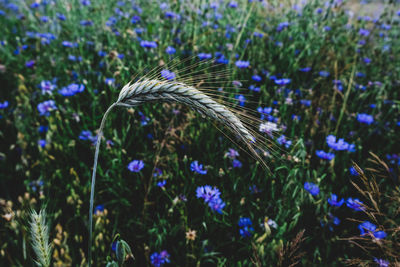 Close-up of purple flowering plants on land